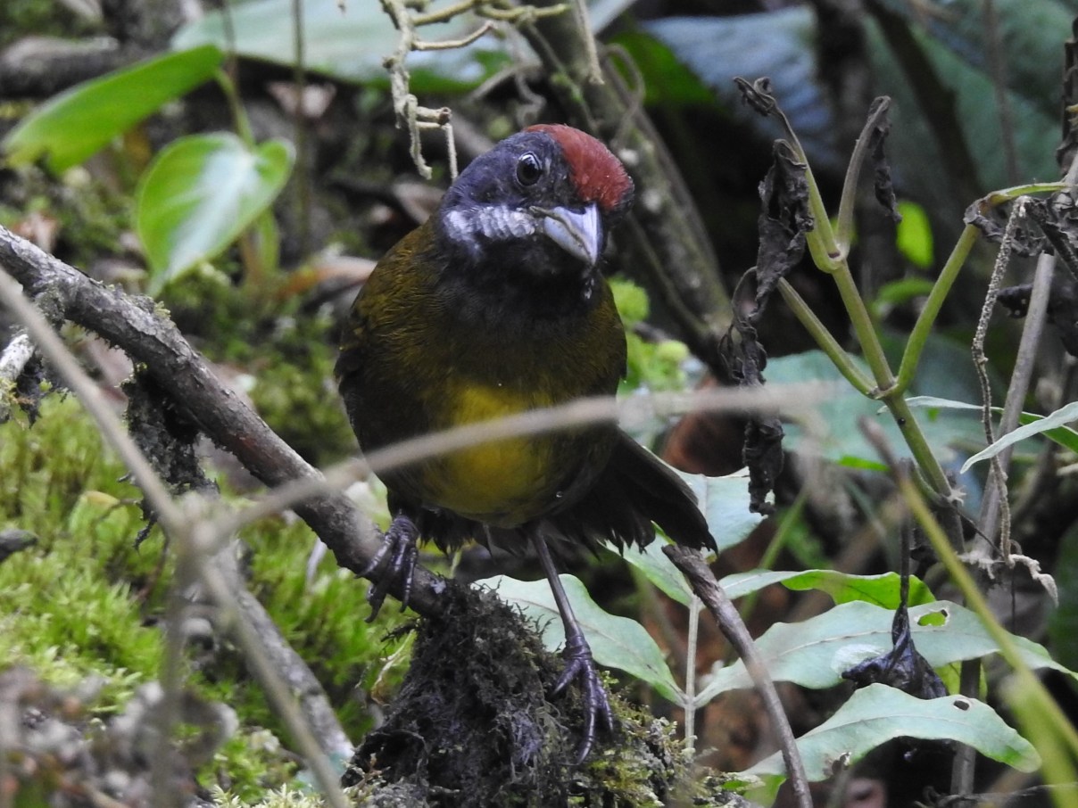 Rio Roca – Middle-elevation Cloud Forest Excursion | Birds for Beer