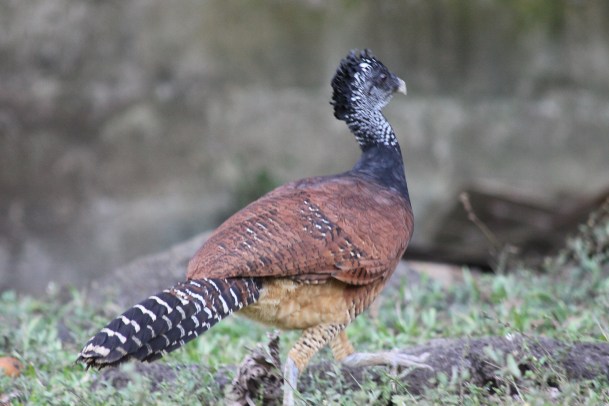 Great curassow female (1)