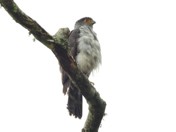 Hawk, Bicolored, Aquiares (1)