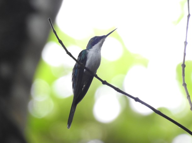 Hummingbird, Fairy, Purple-crowned, Aquiares (1)