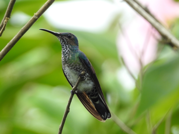 Hummingbird, Jacobin, White-necked, female, San Rafael (3)