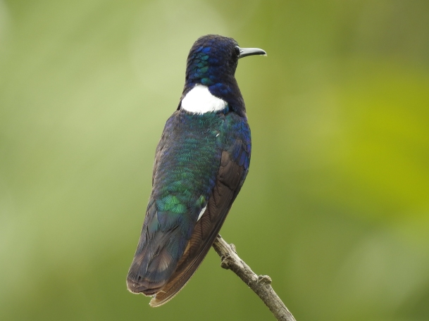 Hummingbird, Jacobin, White-necked, male, San Rafael (1)