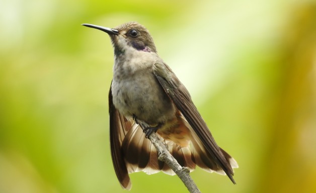 Hummingbird, Violetear, Brown, San Rafael