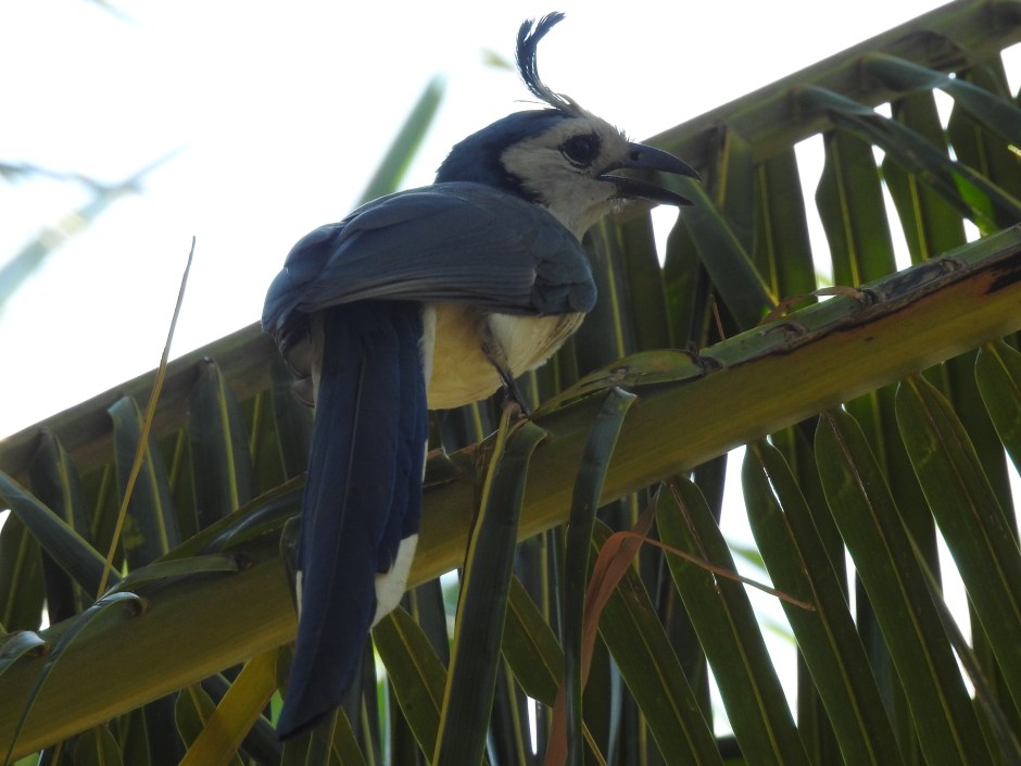 Jay, Magpie-, White-throated, Playa Junquillal (5)
