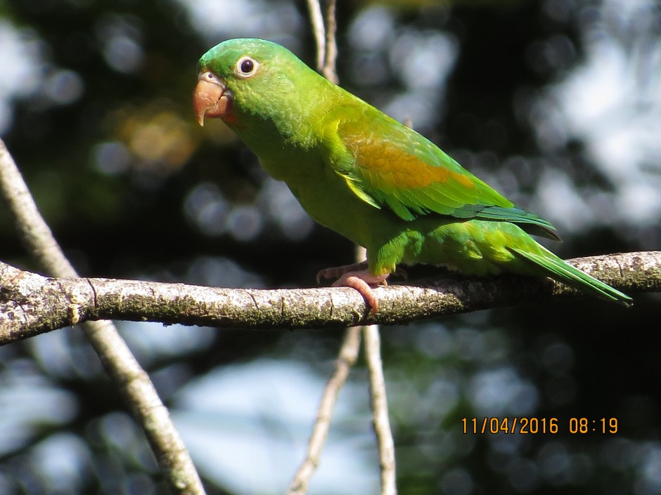Parakeet, Orange-chinned, Siquirres (1)