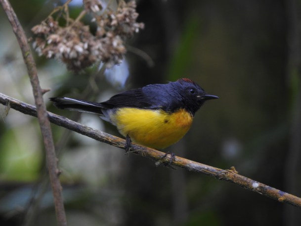 Warbler, Redstart, Slate-throated, Las Virtudes (2)