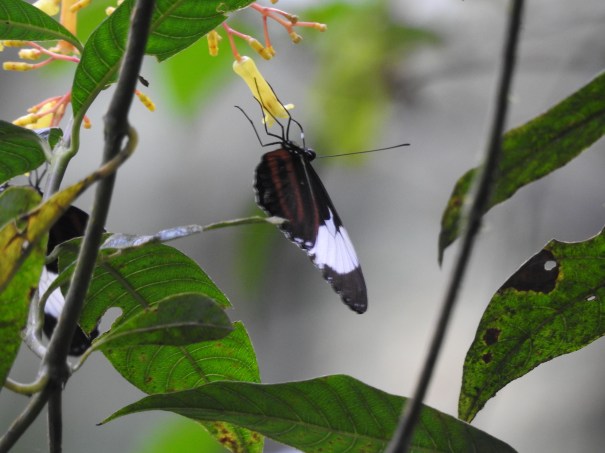 Aquiares Butterfly (16)