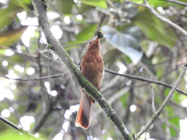Flycatcher, Mourner, Rufous, Aquiares (1)