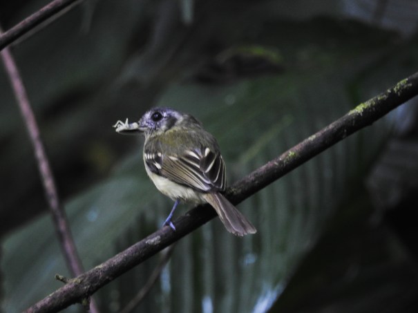 Flycatcher, Slaty-capped, Aquiares