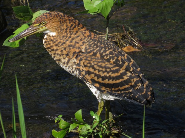 Heron, Tiger-, Fasciated Juv. Bonilla