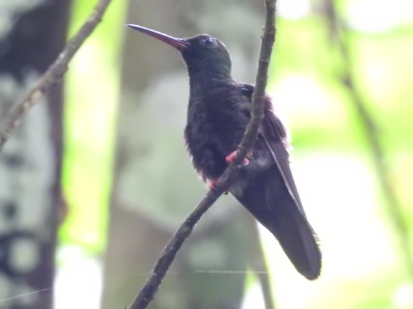 Hummingbird, Plumeleteer, Bronze-tailed, male, Paso Marcos (1)