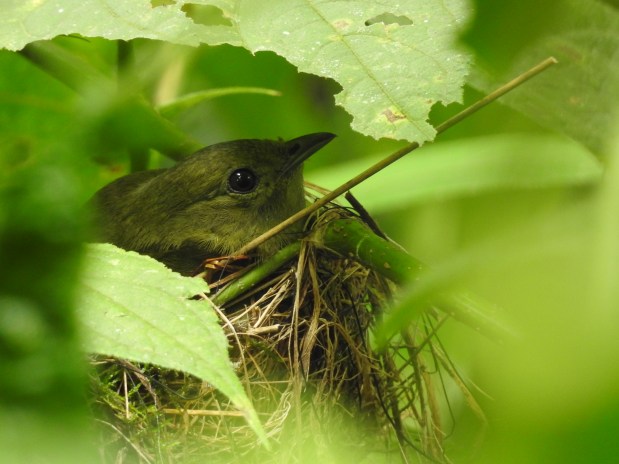 Manakin, White-collarded, female on nest, Paso Marcos, Pacuare (2)