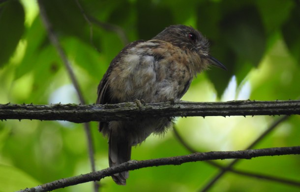 Puffbird, White-whiskered, female, Paso Marcos (1)