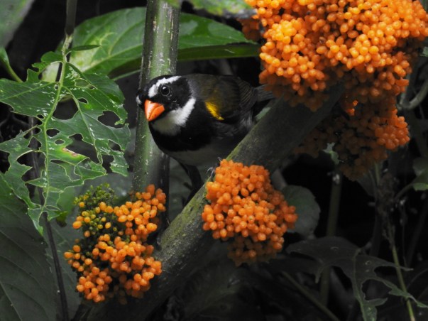 Sparrow, Orange-billed, Paso Marcos (1)