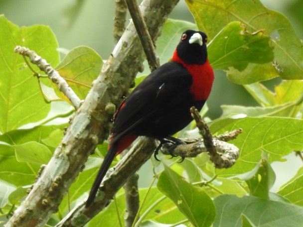 Tanager, Crimson-collared, Paso Marcos