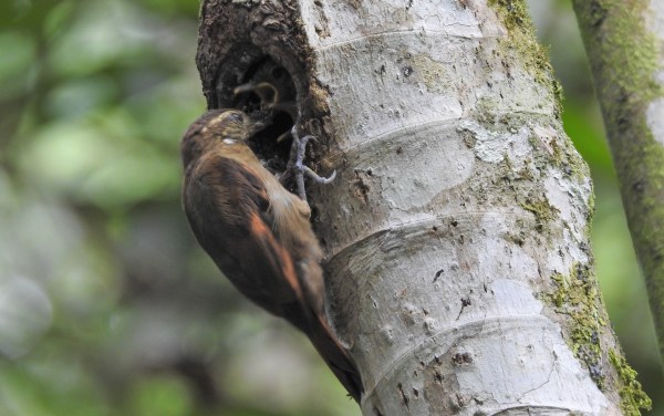 Woodcreeper, Xenox, Plain feeding young Aquiares