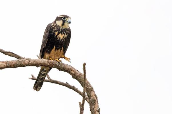 Aplomado Falcon Arnoldo Garcia