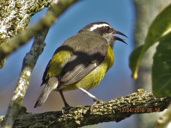 Bananaquit, Santa Rosa, garden (2)