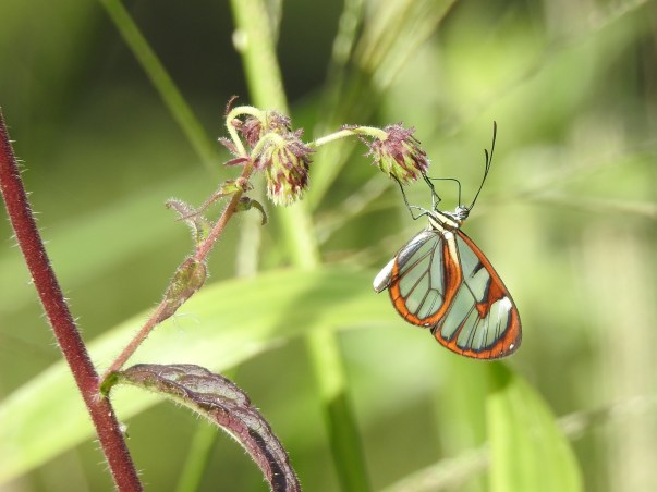 Butterfly, Cristina de la Suiza (1)