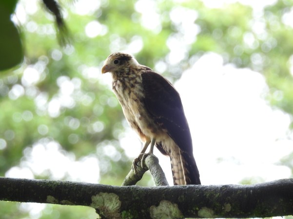 Caracara, Yellow-headed, juvenile, CATIE lake