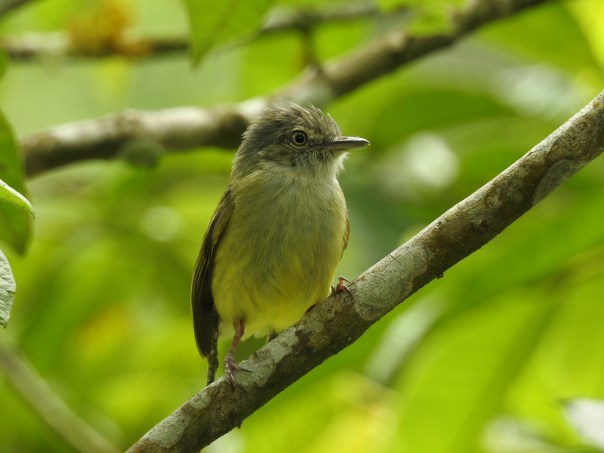 Flycatcher, Yellow-olive, El Banco (2)