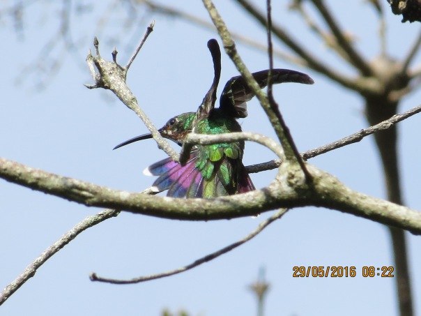 Hummingbird, Mango, Green-breasted, juvenile, Santa Rosa, Garden (1)