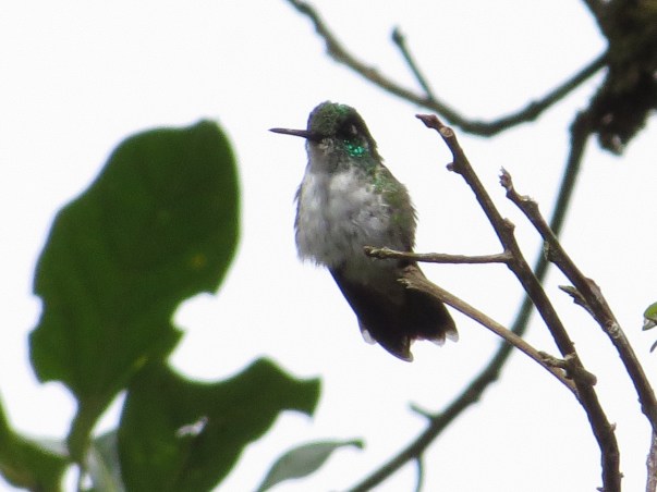 Hummingbird, Mountain-gem, White-bellied, female, Colonias La Suiza (1)