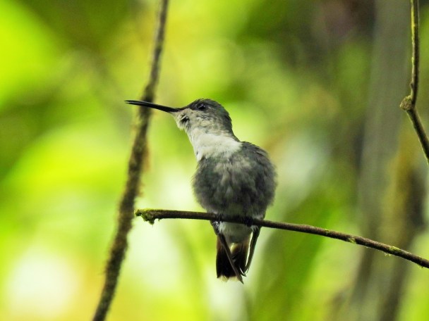 Hummingbird, Woodnymph, Crowned, female, Esperanza, Rio Nubes (2)