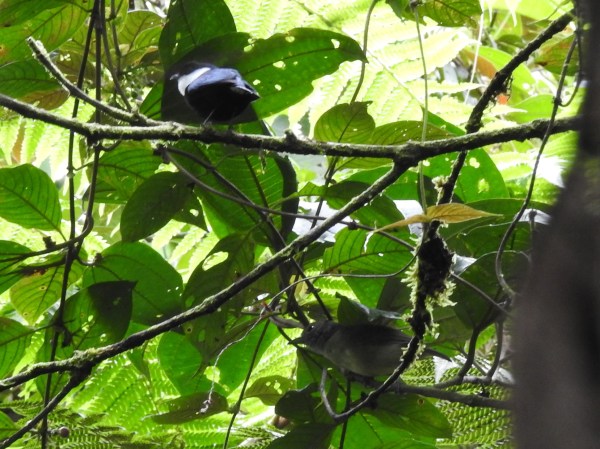 Manakin, White-ruffed male Esperanza, Rio Nubes (133-0) (3)