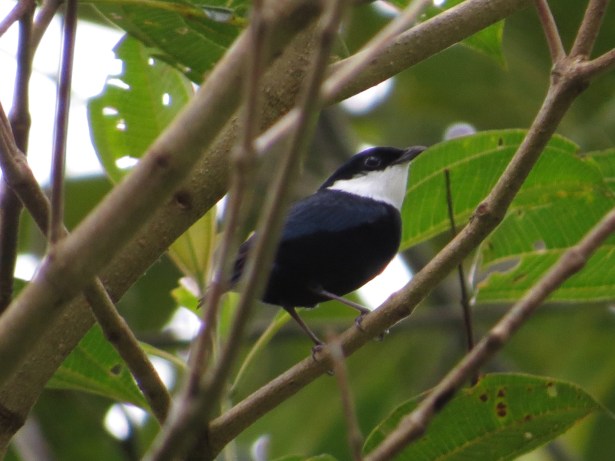 Manakin, White-ruffed, male Rio Tuis (2)