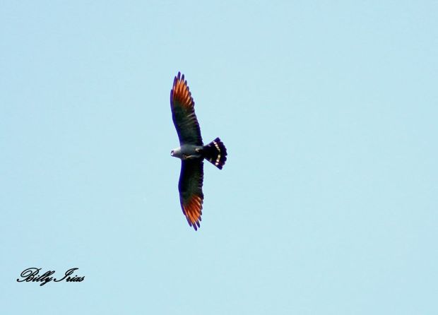 Plumbeous Kite Billy Irias Rosales