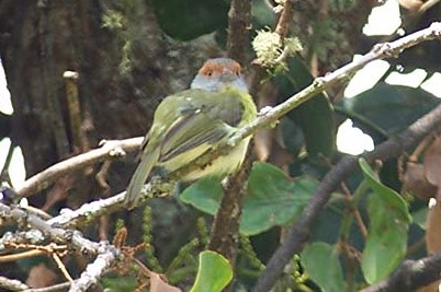 rufous-browed_peppershrike_2_B