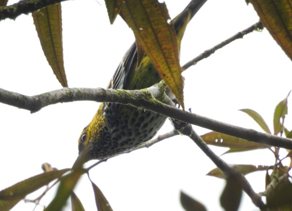 Tanager, Speckled, Esperanza, Rio Nubes