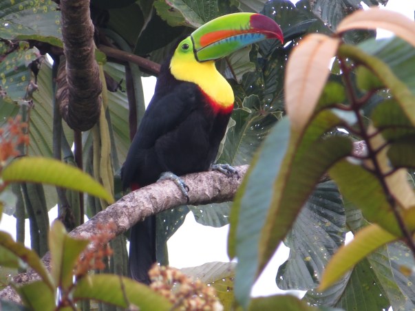 Toucan, Keel-billed, Taus