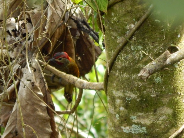 Golden-olive woodpeckerChalo