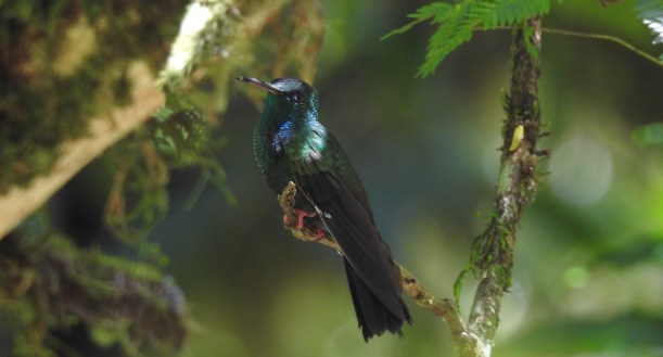 Hummingbird, Plumeleteer, Bronze-tailed, male, Corozal, Rio Pacaure (1)