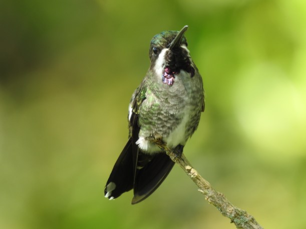 Hummingbird, Starthroat, Long-billed, female, Santa Rosa (2)