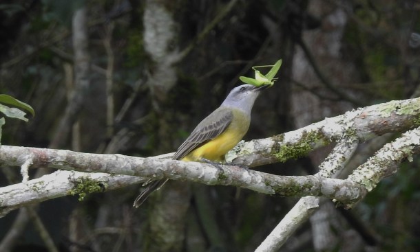 Kingbird, Tropical, Angostura