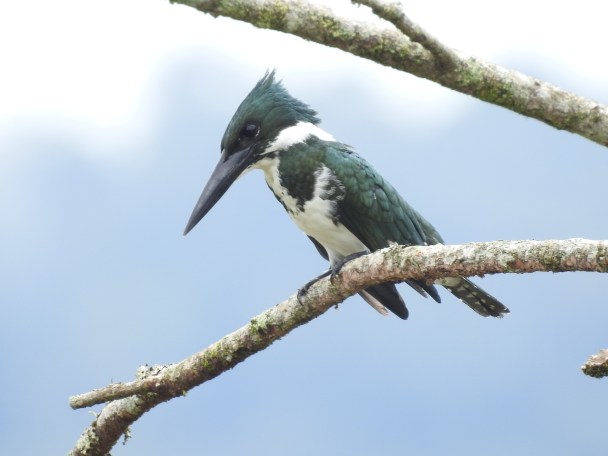 Kingfisher, Amazon, female, Angostura