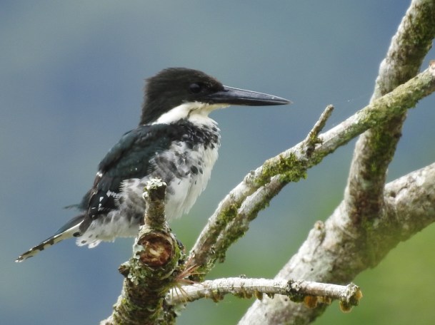 Kingfisher, Green, female, Angostura