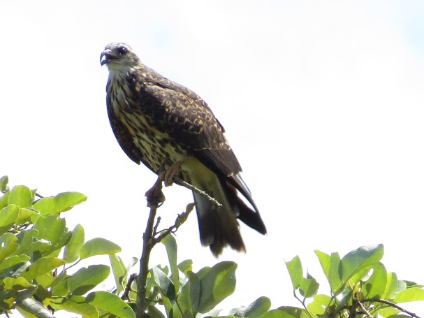 Kite, Snail, juvenile Angostura (9)