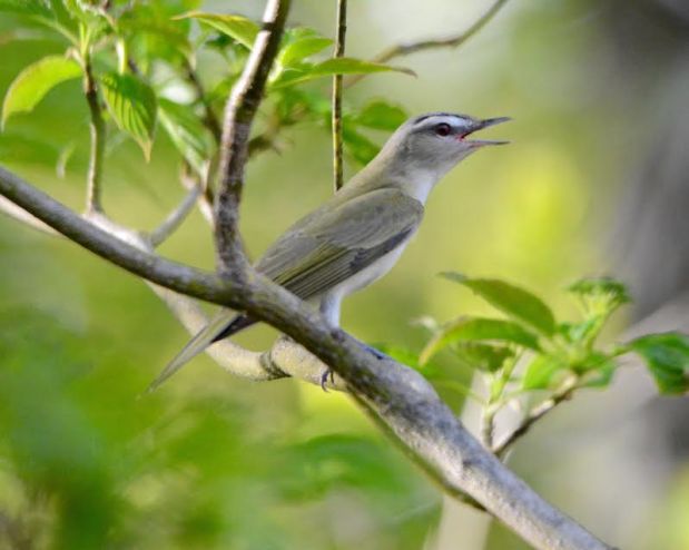Red-eyed Vireo Minnesota