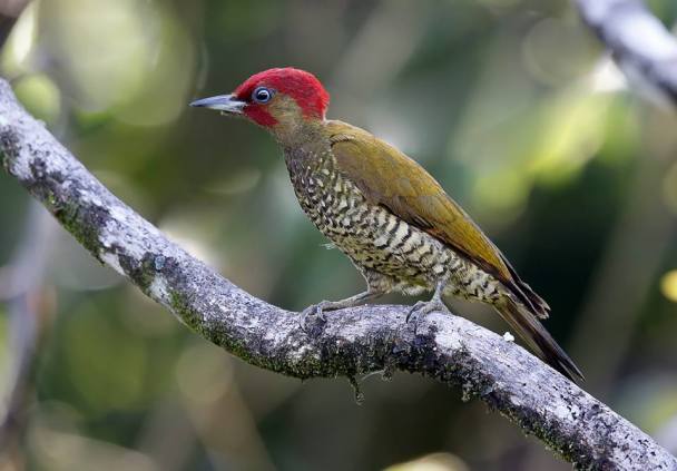 Rufous-winged Woodpecker Arnoldo Garcia