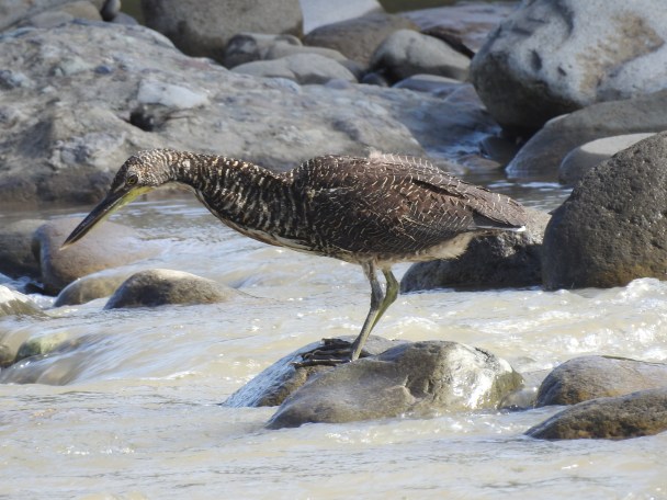 Tiger-Heron, Fasciated, Corozal, Rio Pacuare (3)