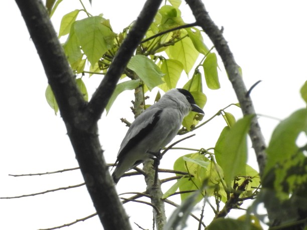 Tityra, Black-crowned, male, Angostura