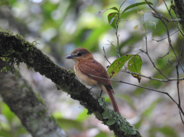 Becard, Cinammon, CATIE, Canal (2)