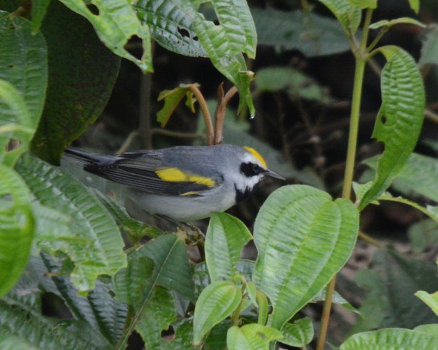 Golden-winged Warbler male Calle Vargas