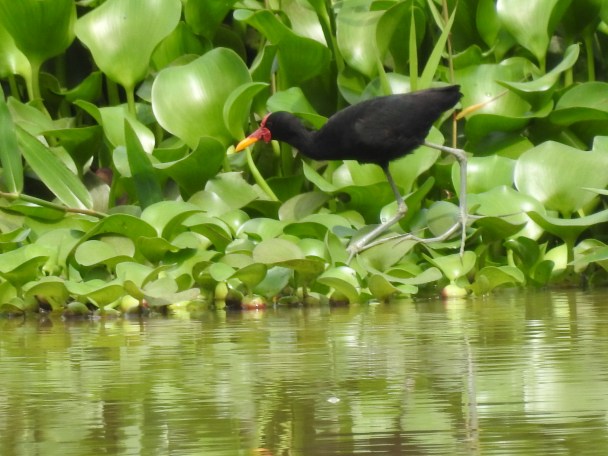Jacana, Wattled, Angostura, Casa Turire (1)