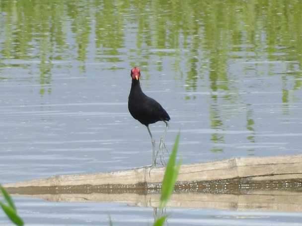 Jacana, Wattled, Angostura, Casa Turire (2)