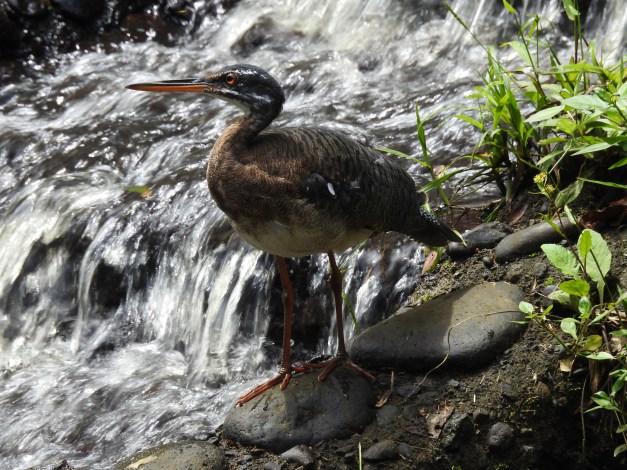 Sunbittern, CATIE, Canal (18)